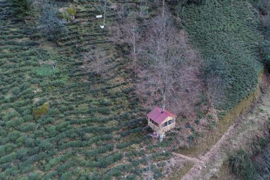 Artvinli Arıcının, Gürgen Ağacının Gövdesine Yaptığı 16 Metrekarelik Ev İlgi Odağı Oldu