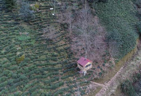 Artvinli Arıcının, Gürgen Ağacının Gövdesine Yaptığı 16 Metrekarelik Ev İlgi Odağı Oldu